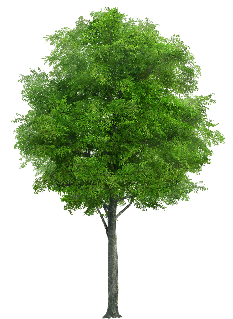 Medis lapuotis su skaidriu fonu